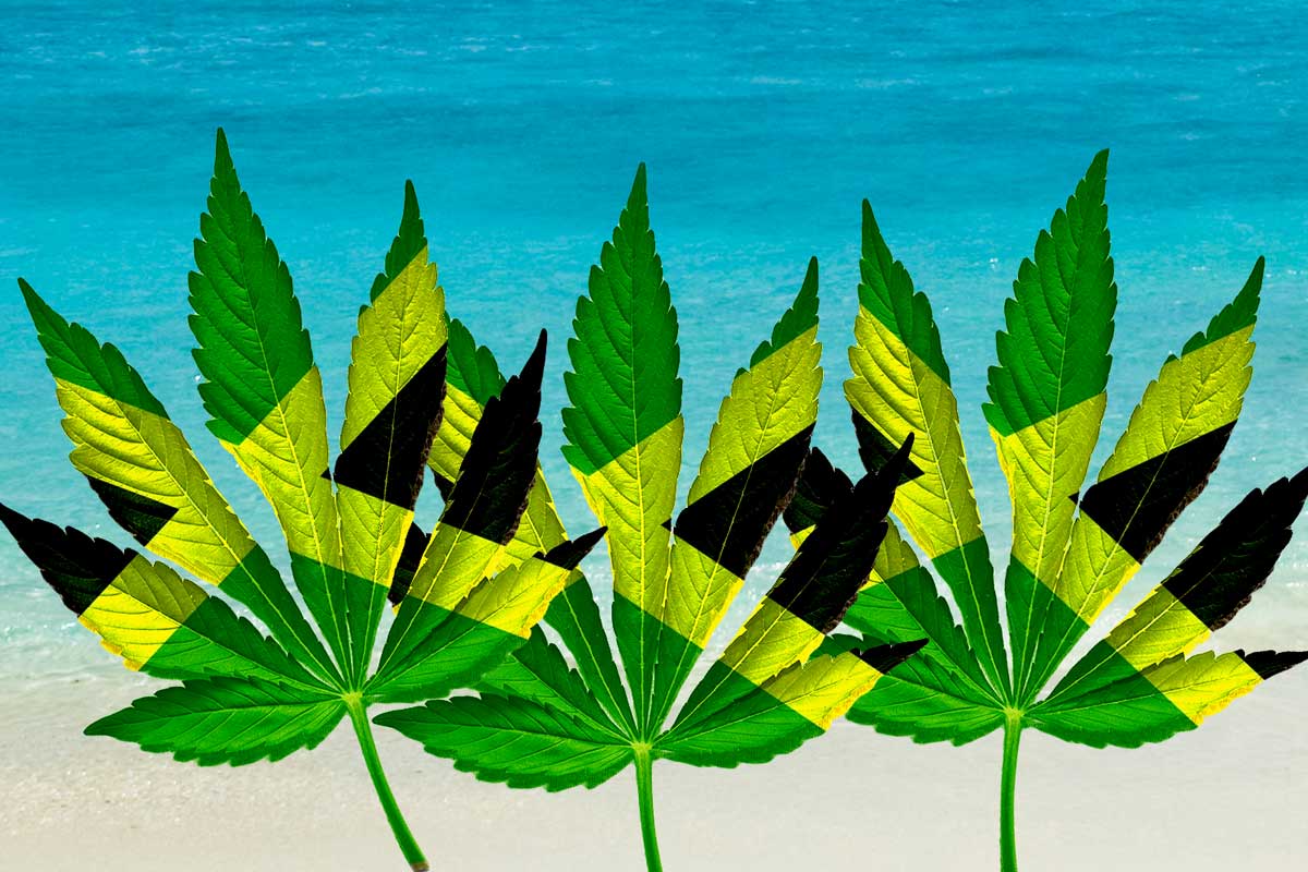 marijuana leaf composite 1